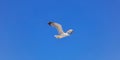 Sea gull open wing fly, clear blue sky background. Herring gull white color, under view