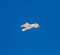 Sea gull open wing fly, clear blue sky background. Herring gull white color, under view Royalty Free Stock Photo