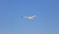 Sea gull open wing fly, clear blue sky background. Herring gull white color, under view