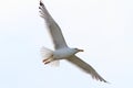 Herring gull with wings spread Royalty Free Stock Photo