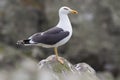 Herring Gull & x28;Larus Argentatus& x29; perched on a rock Royalty Free Stock Photo