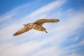Herring gull, young bird flying Royalty Free Stock Photo