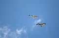 Herring-gulls