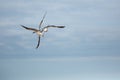 Herring gulls fighting in flight Royalty Free Stock Photo