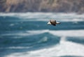 Herring gulls fighting over Atlantic ocean