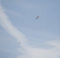 Herring gulls in flight Royalty Free Stock Photo