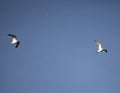 Herring gulls in flight Royalty Free Stock Photo