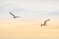 Herring gulls in flight Royalty Free Stock Photo
