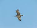 Herring gulls in flight over the Black Sea. Bulgaria Royalty Free Stock Photo