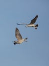 Herring Gulls in flight Royalty Free Stock Photo