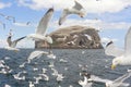 Herring gulls floating on sea and flying Royalty Free Stock Photo