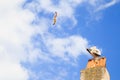 Herring gulls perched on a chimney Royalty Free Stock Photo