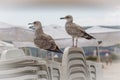 Herring gulls on folded chairs on the beach in Varna.