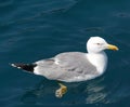 A herring sea gull (Larus argentatus) Royalty Free Stock Photo