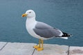 Herring seagull Royalty Free Stock Photo