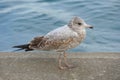 A herring seagull with brown and white feathers Royalty Free Stock Photo
