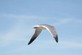 a Herring Seagull Royalty Free Stock Photo