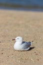 Herring seagull Royalty Free Stock Photo