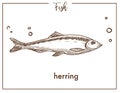 Herring sketch fish vector icon