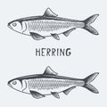 Herring vector illustration Royalty Free Stock Photo