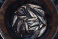 Herring in a wooden barrel - sea fish Royalty Free Stock Photo