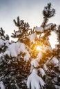 Herringbone in the snow