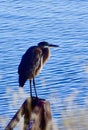 Herron & x28;Ardea herodias& x29; and Columbia River, Electric Blue