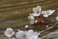 Herry blossom sakura Royalty Free Stock Photo