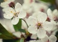 ÃÂ¡herry blossom. Vintage retro hipster style Royalty Free Stock Photo