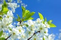 ÃÂ¡herry blossoms Royalty Free Stock Photo