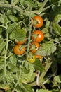 Herry tomatoes on branch Royalty Free Stock Photo