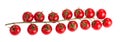 ÃÂ¡herry tomatoes on branch Royalty Free Stock Photo