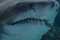 09.23.2008, Hersonissos, Crete, Greece.shark head close up. maw with numerous shark teeth.