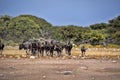 Hert Blue Wildebeest Connochaetes taurinus, goes to waterhole, Etosha National Park, Namibia Royalty Free Stock Photo