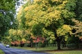 Hertfordshire autumn trees