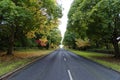 Hertfordshire autumn trees