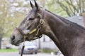 Herwaze Posing on the Backstretch at Belmont Park