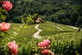 Herzerl Strasse, vineyards in summer, Spicnik Royalty Free Stock Photo