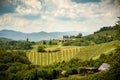 Herzerl Strasse, vineyards in summer, Spicnik