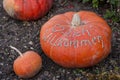 Herzlich willkommen, cucurbita pumpkin pumpkins from autumn harvest on a market Royalty Free Stock Photo