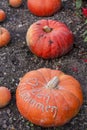 Herzlich willkommen, cucurbita pumpkin pumpkins from autumn harvest on a market Royalty Free Stock Photo
