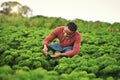 Hes always in the field. a handsome young male farmer working the fields. Royalty Free Stock Photo