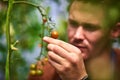 Hes got a nurturing touch. a handsome young farmer looking at his growing crop of tomatoes in the fields at his farm. Royalty Free Stock Photo