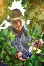 Hes a master grape grower. a farmer harvesting grapes. Royalty Free Stock Photo