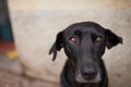 Hes used to the city streets. Shot of an ownerless dog out on the street.