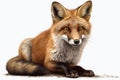 Beautiful animal style art pieces Charming Fox Art Drawing illustrations