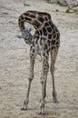 Hesitating giraffe Royalty Free Stock Photo