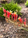 Hesperaloe parviflora Red False Yucca Flowering Cactus