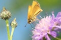 Hesperia comma - butterfly