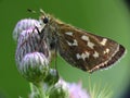 Hesperia comma